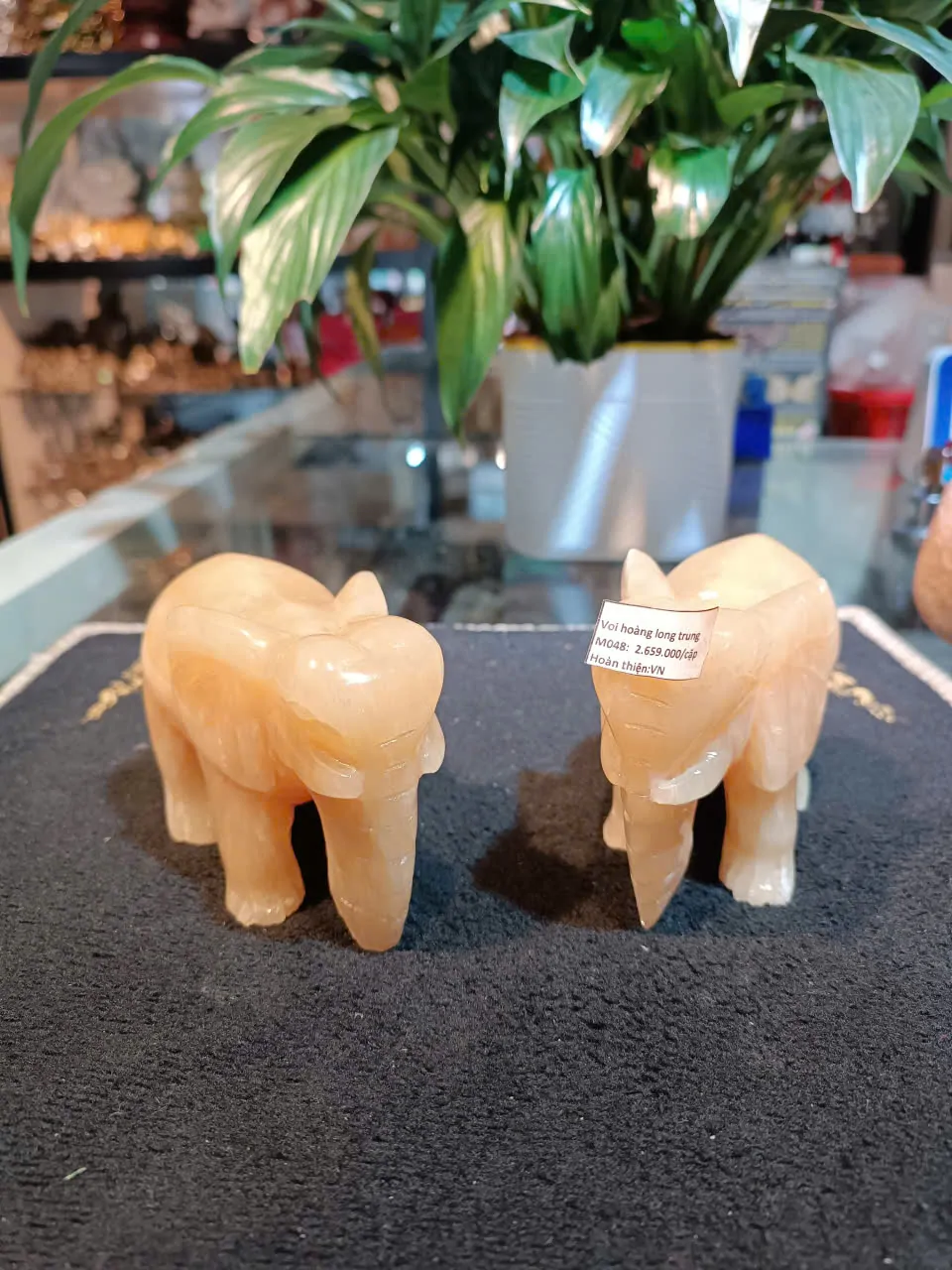 Voi hoàng long 4 tấc GM042